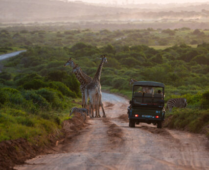 Safari Experience