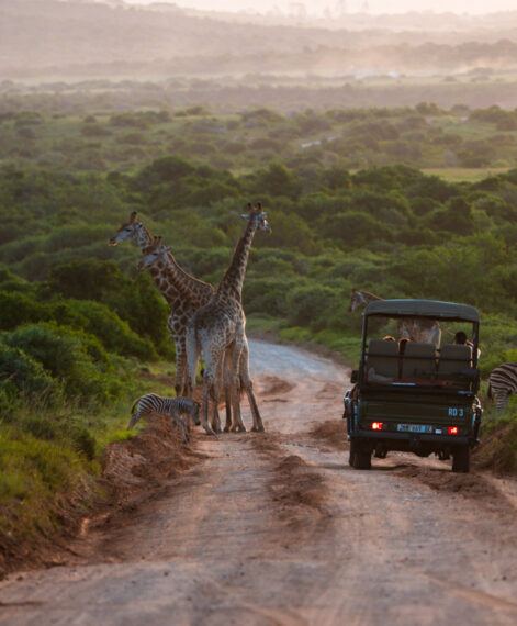 Game drive_wildlife guest experience