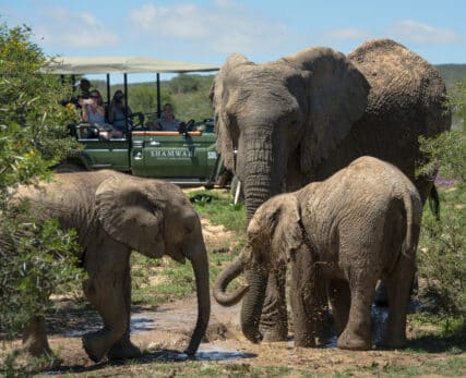 Gamedrive_elephants 2