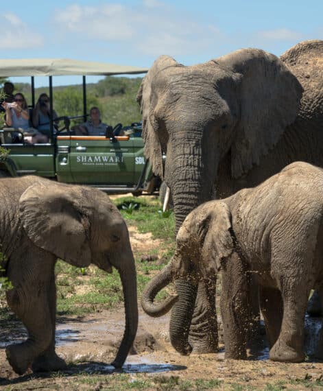 Gamedrive_elephants 2