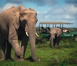 What is the best time of year for game viewing?