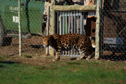 Ginny the leopard released into Shamwari-1