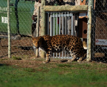 Born Free Sanctuary Experience
