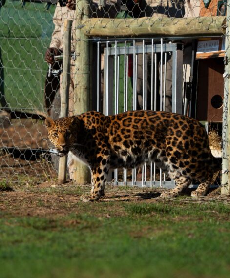 Ginny the leopard released into Shamwari-1