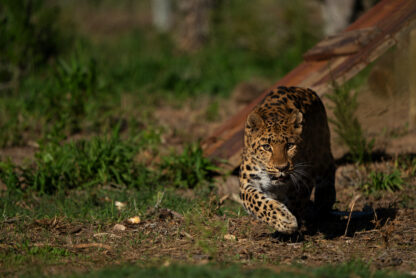 Ginny the leopard released into Shamwari-2