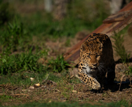 BORN FREE BIG CAT SANCTUARY