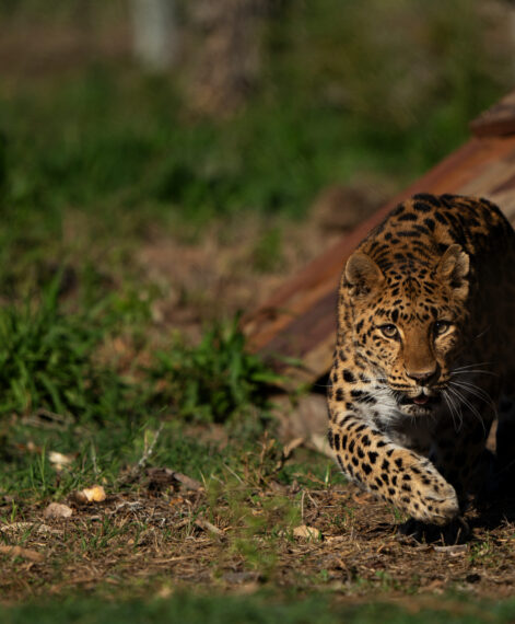 Ginny the leopard released into Shamwari-2