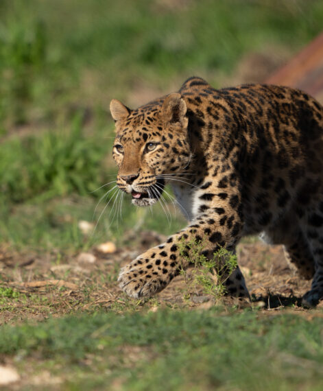 Ginny the leopard released into Shamwari