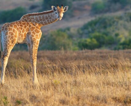 Giraffe-Shamwari-Game-reserve-10