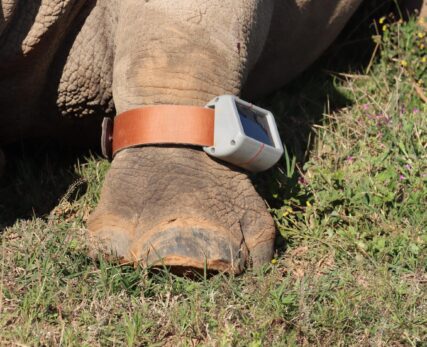 RHINO HAVEN PROJECTS