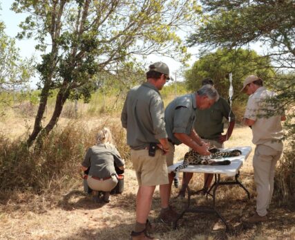 Leopard Conservation