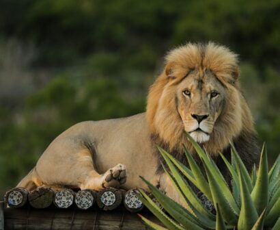 Born Free Big Cat Sanctuaries