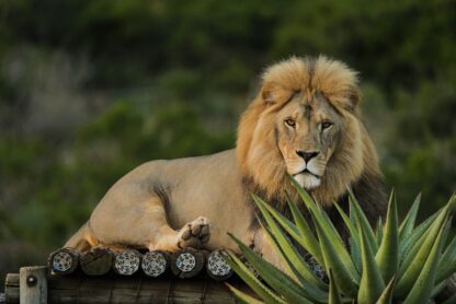 King 2