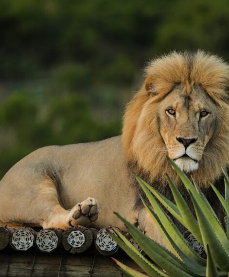King 2