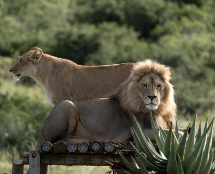 BORN FREE BIG CAT SANCTUARY