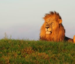 Lion