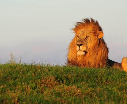 Lion