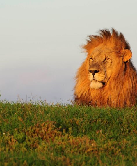 Lion