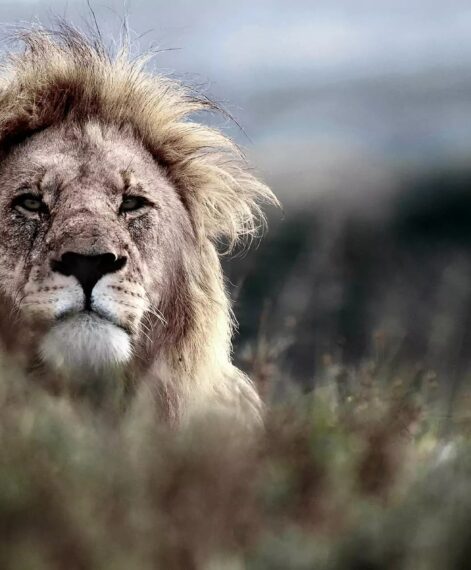 Lion dynamics
