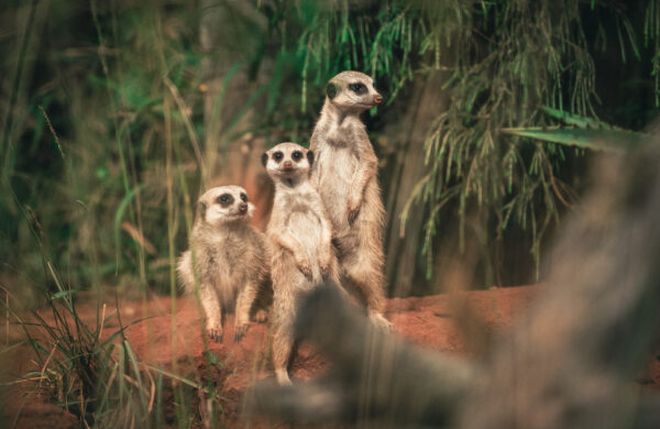 Wildlife Rehabilitation Experience