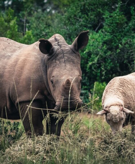 RHINO_AND_SHEEP_4