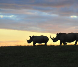 Shamwari Game Reserve Guest Experience