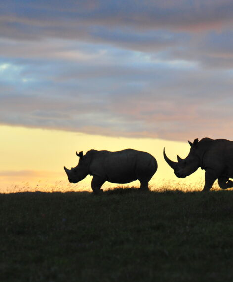 Shamwari Game Reserve Guest Experience