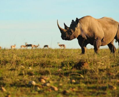 Rhino-Shamwari-Game-reserve-1