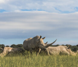 Rhino - Trio