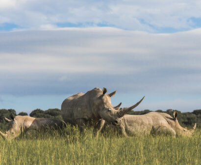 Rhino - Trio