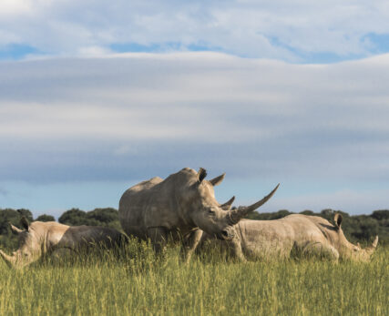 Rhino - Trio