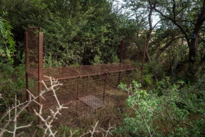 SPGR_SHAMWARI_FOUNDATION-06