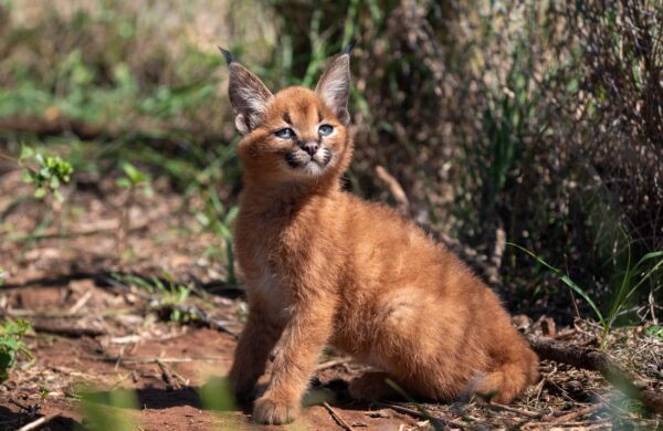 Wildlife
