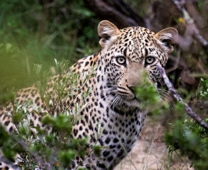 Sindile Leopard Protection Project