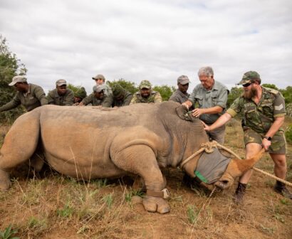 Shamwari Rhino Haven Projects