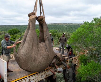 Wildlife Management
