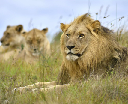 Safaris-Shamwari-Game-Reserve-15