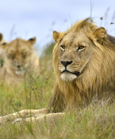 Wildlife conservation 30 years of success