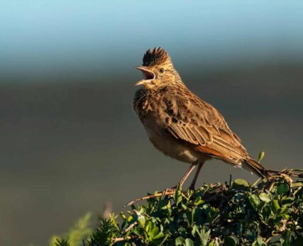 Birding
