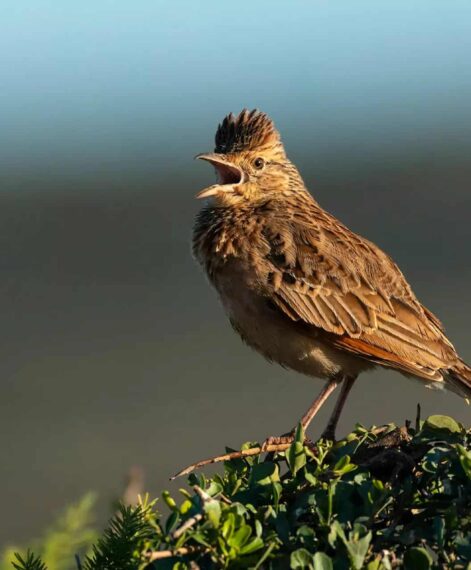 Shamwari-bird-Experience-10