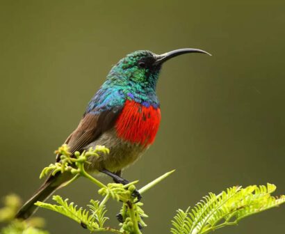 Shamwari-wildlife-11