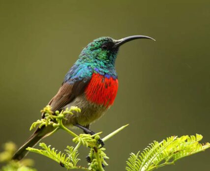 Birding