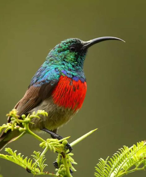 Admire the beautiful birds of the Eastern Cape