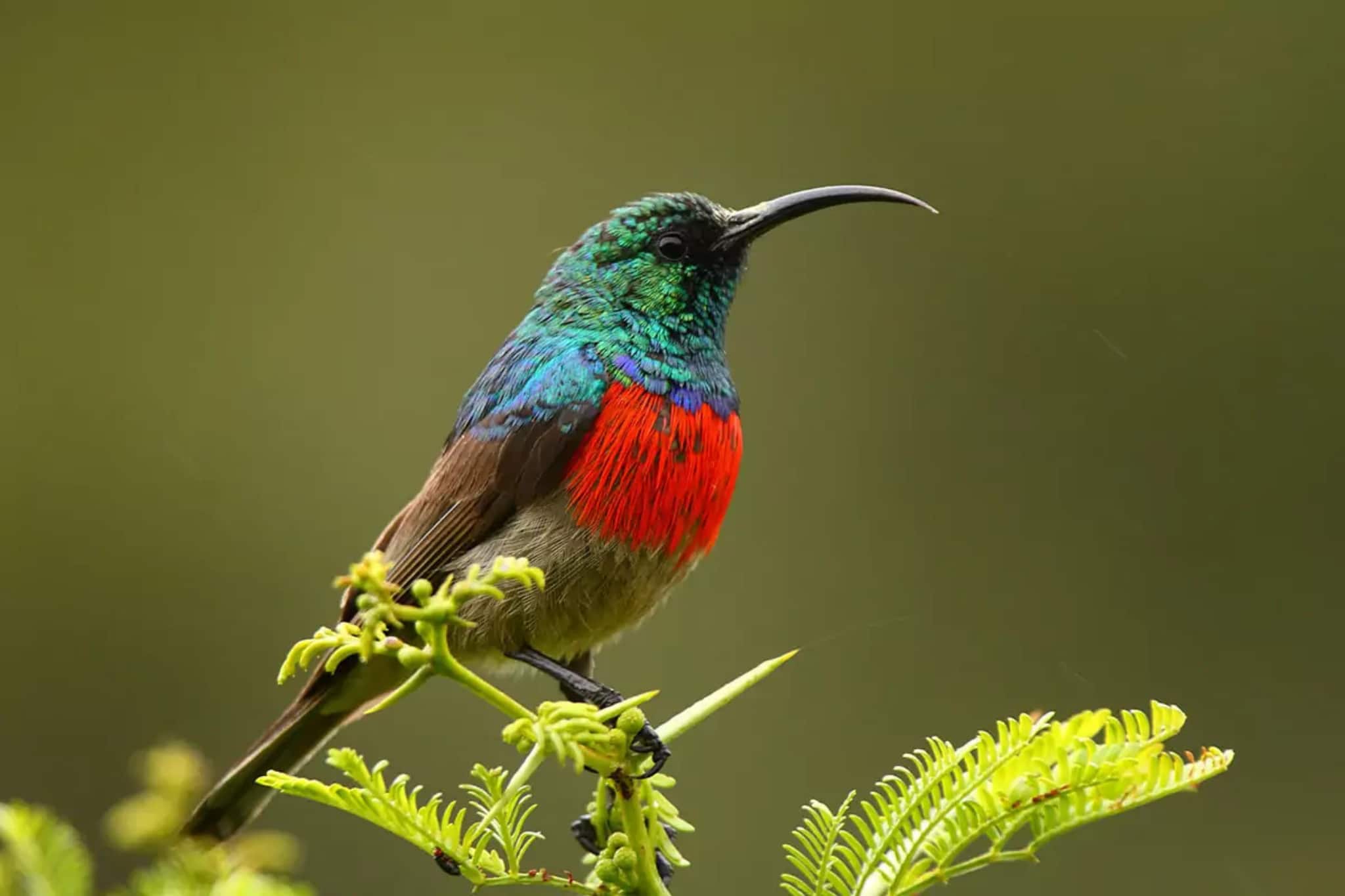 Admire the beautiful birds of the Eastern Cape
