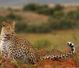 Shamwari Wildlife