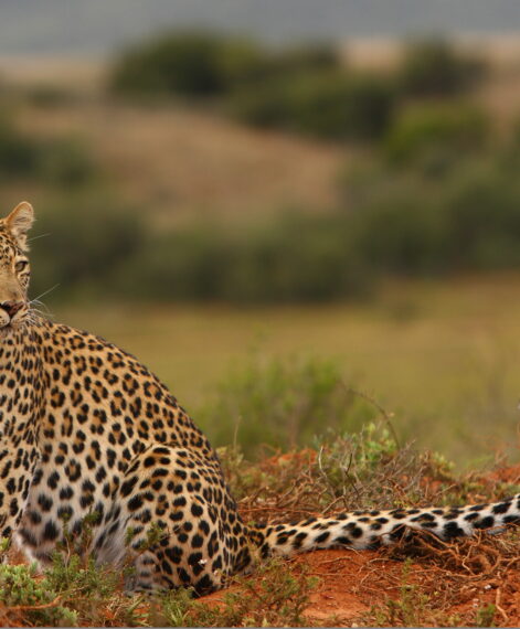 Shamwari Wildlife