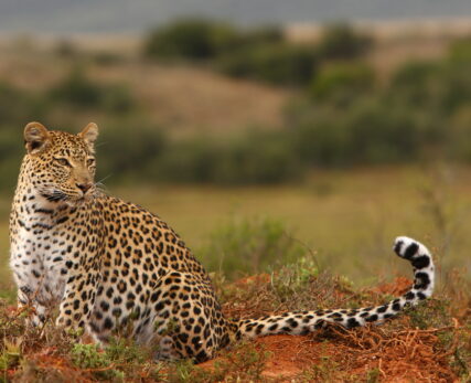 Leopard Conservation