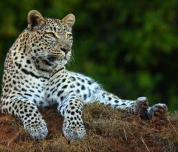 Shamwari Wildlife