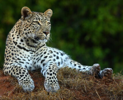 Shamwari Wildlife
