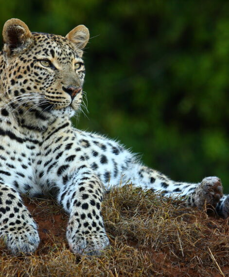 Shamwari Wildlife